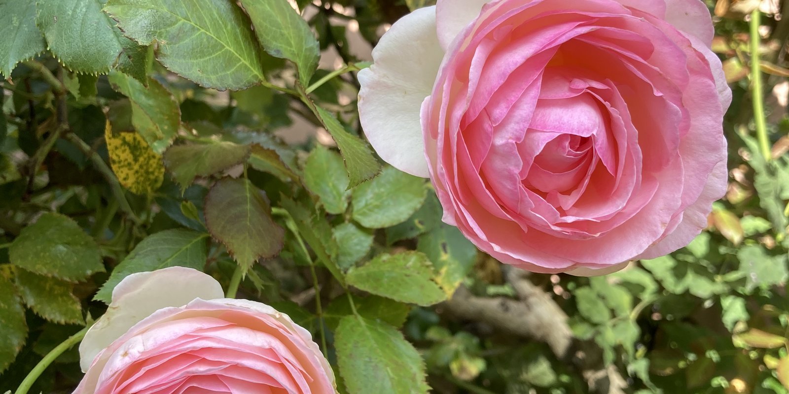 Blomma