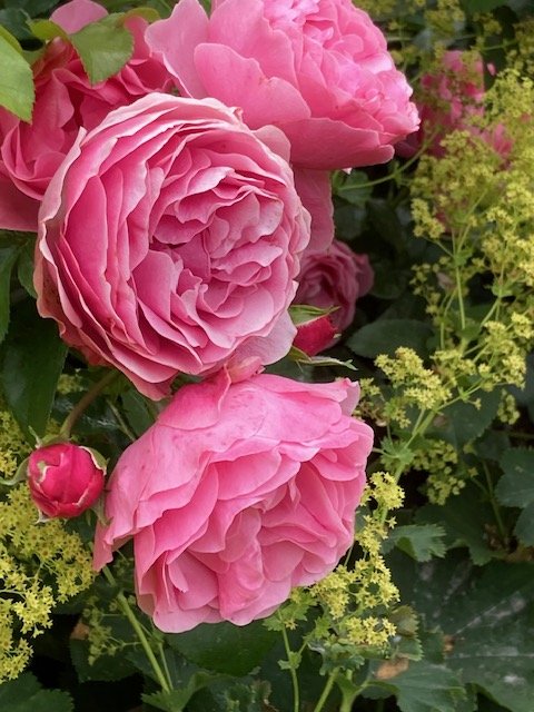 Rosa Rosor