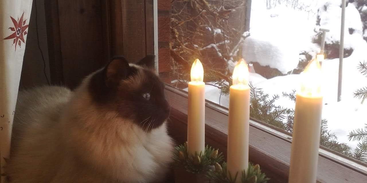 Solbritt Lingman - adventsbil