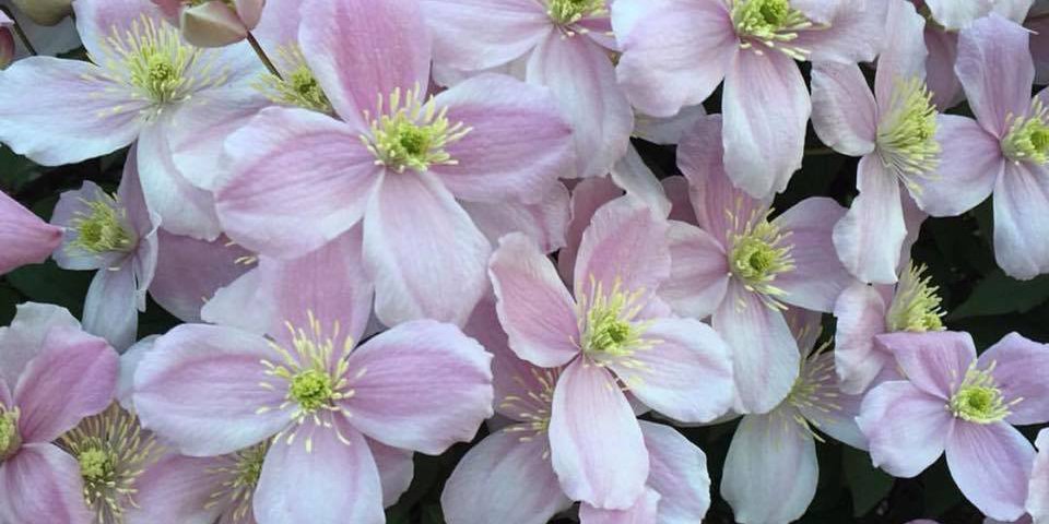 clematis.jpg