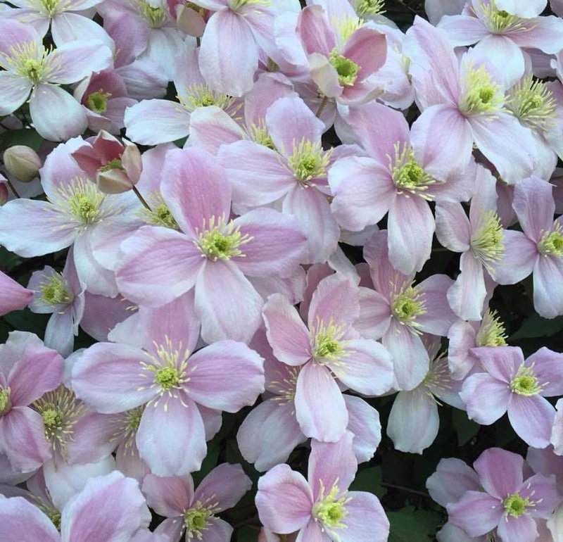 clematis.jpg