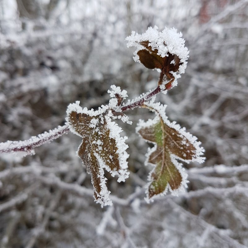 frost