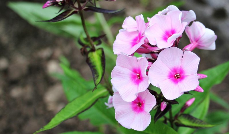 phlox-1518501_1920
